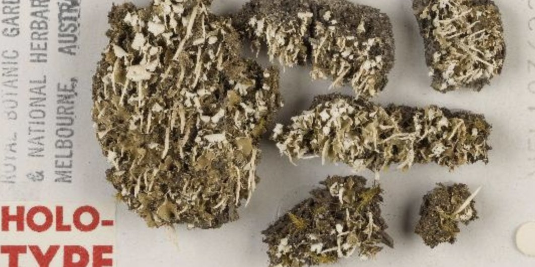 photo of herbarium specimen plate