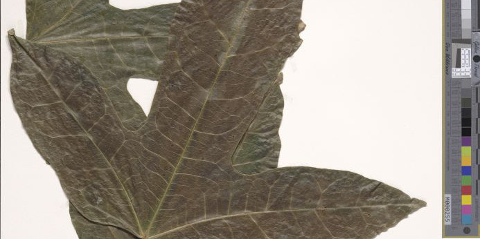 photo of an herbarium specimen