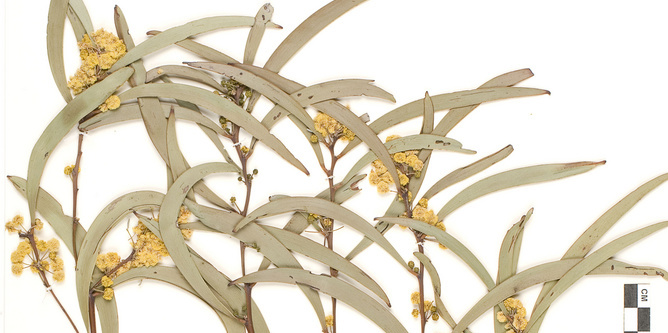 photo of herbarium specimen plate