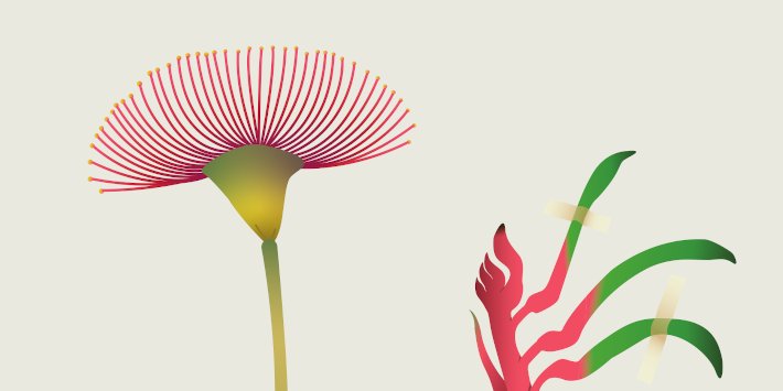 photo of herbarium specimen